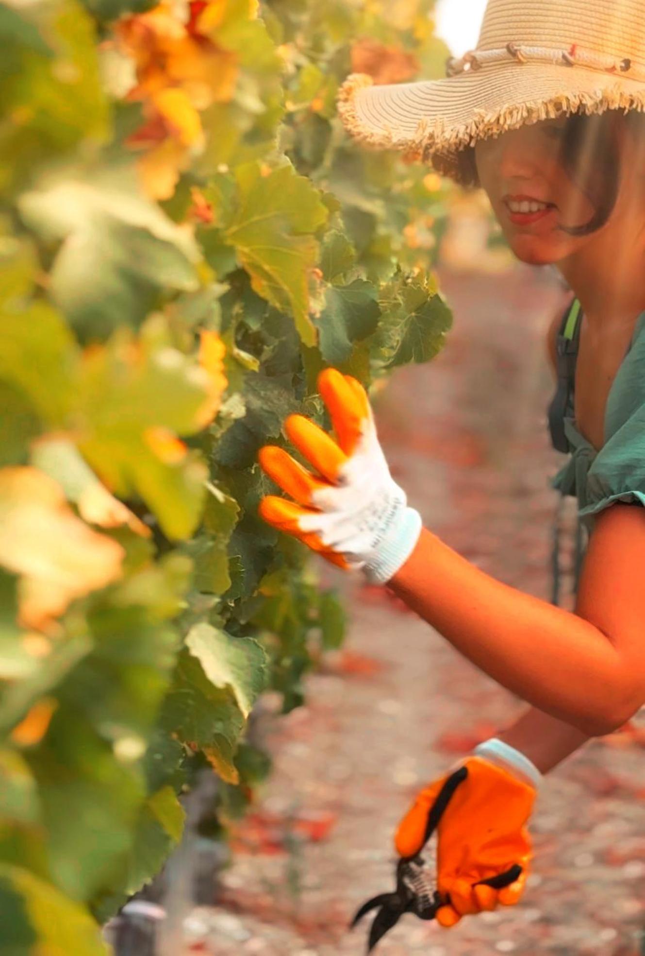 Datca Vineyard Guesthouse Luaran gambar
